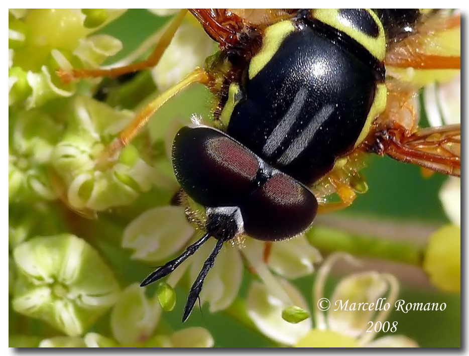 Insetti dalla Croazia: 20. Ditteri (specie diverse)